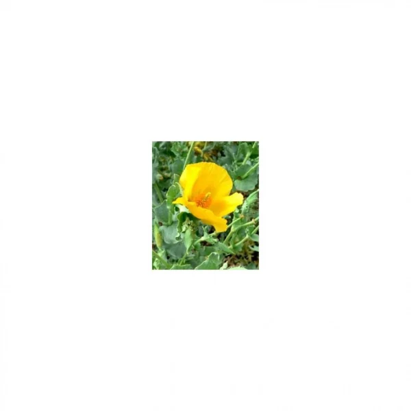 Claude Bell Perfect Menton Soin Anti-Double Menton Homme haute qualité 1